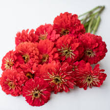 Zinnia-Benary Coral