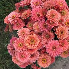 Zinnia-Benary Salmon Rose