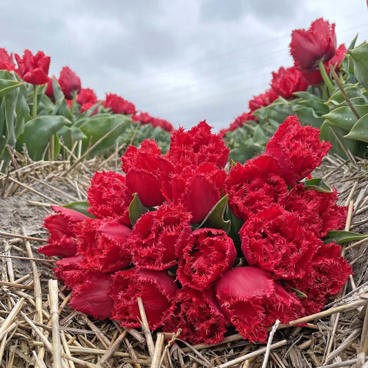 Tulip Bendigo