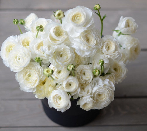 Ranunculus Elegance Bianco