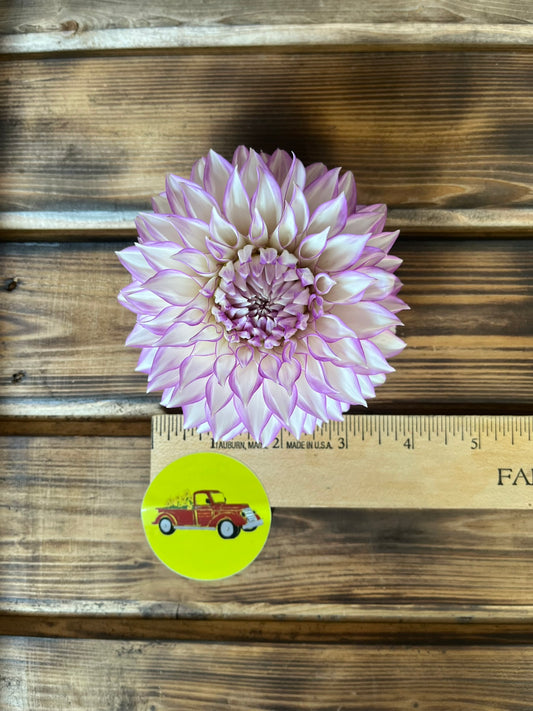 Dahlia Decorative Purple