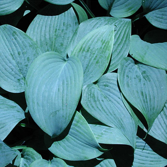 Hosta-large blue