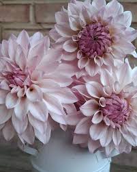 Dahlia Decorative Blush