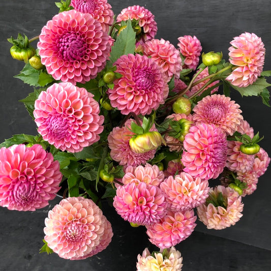 Dahlia Ball Pink