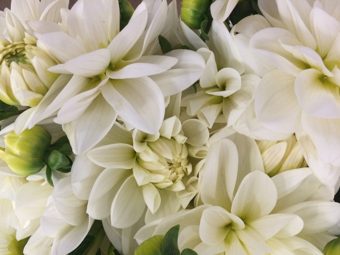 Dahlia Waterlily White