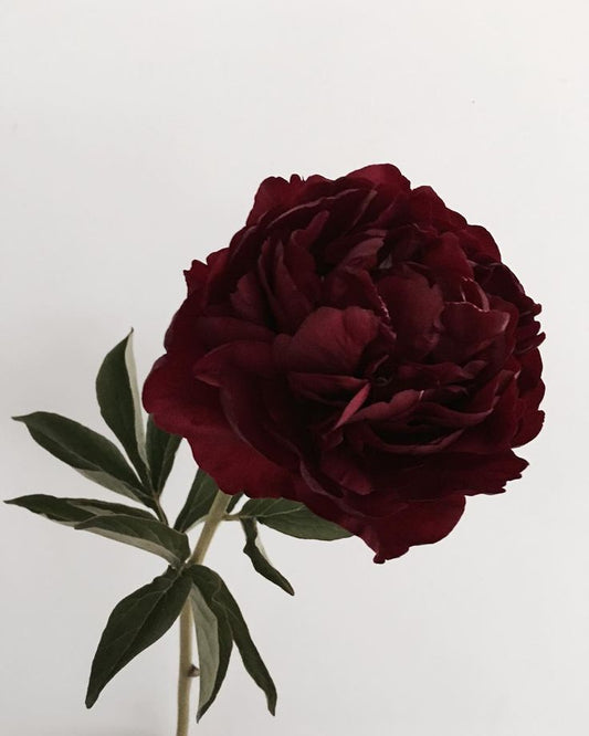 Peony Burgundy