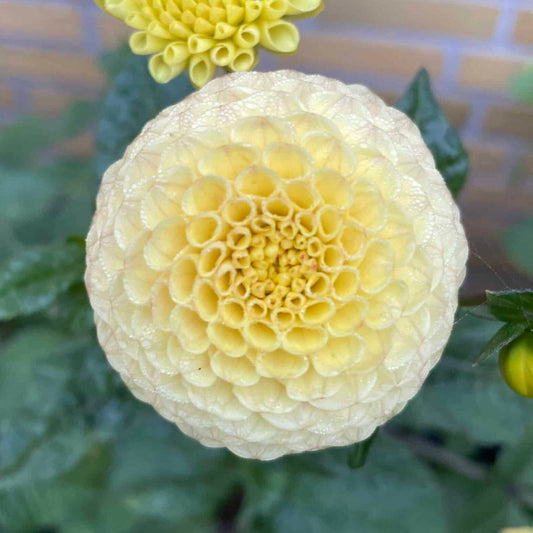 Dahlia Pompon Yellow