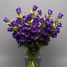 Campanula-Deep Blue