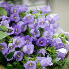Campanula-Lilac