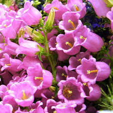 Campanula-Rose
