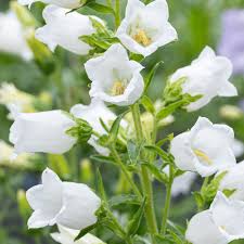 Campanula-White