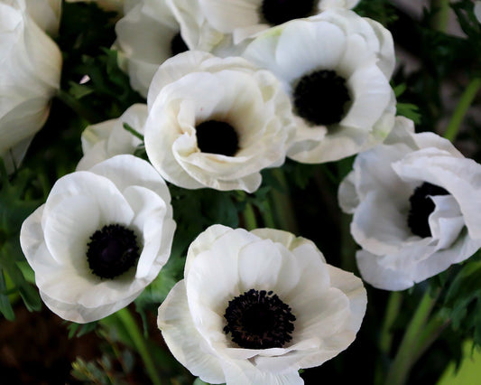 Anemone Mistral Bianco Centro Nero