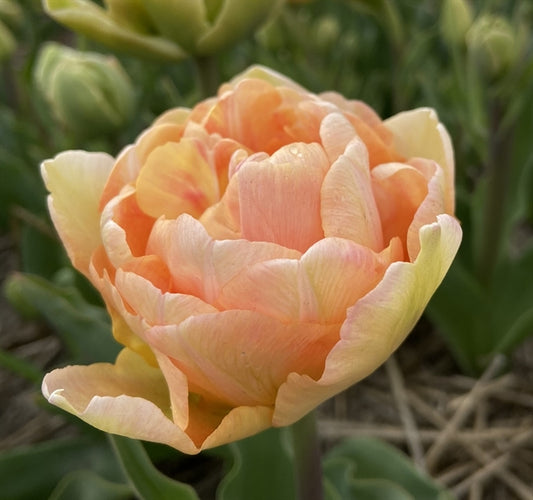 Tulip Charming beauty
