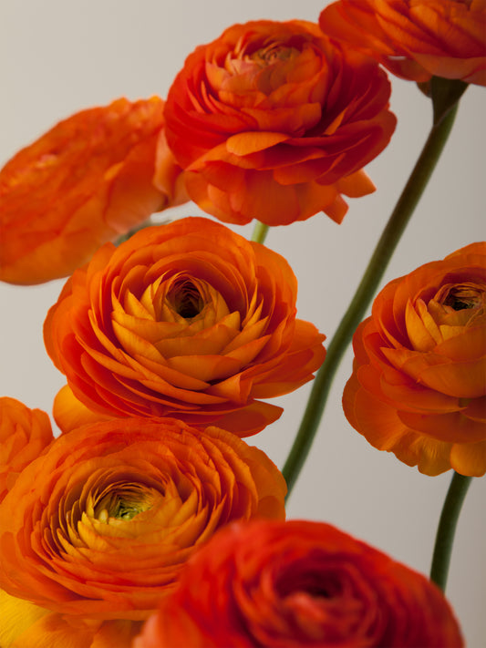 Ranunculus Elegance Clementine