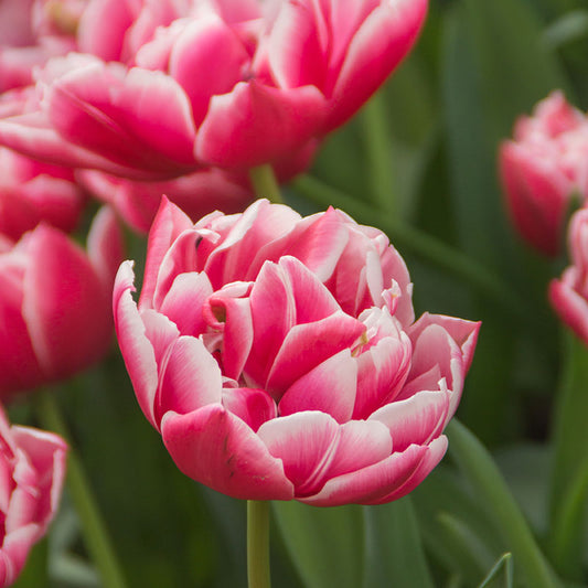 Tulip Columbus