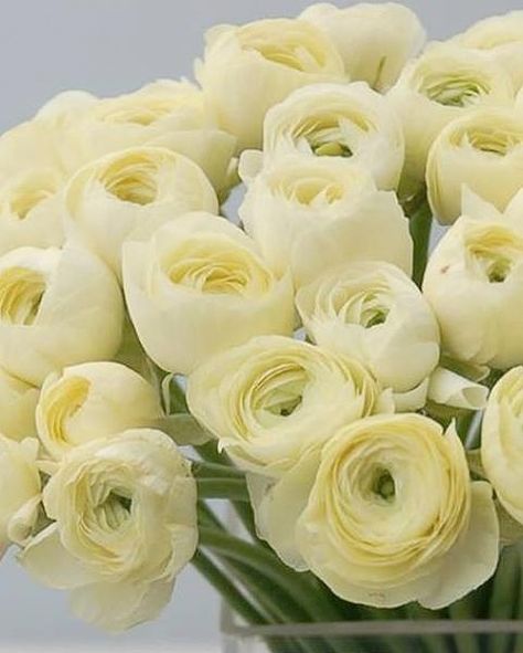 Ranunculus Elegance Crema