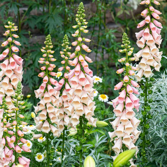 Digitalis-Dalmation Peach