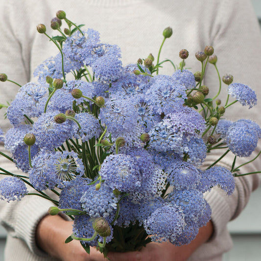 Didiscus-Blue