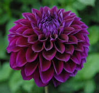 Dahlia Decorative Purple