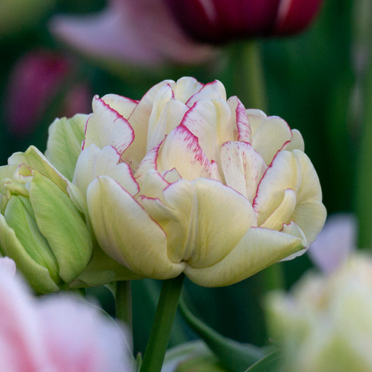 Tulip Double Shake