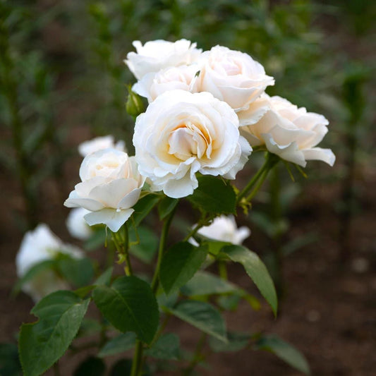 Garden Rose-Easy Spirit