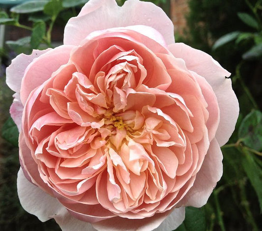 Garden Rose Evelyn