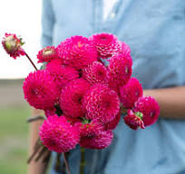 Dahlia Pompon Pink