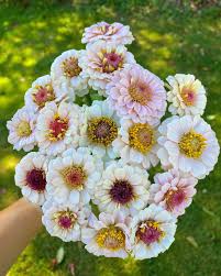 Zinnia-Little Flower Girl