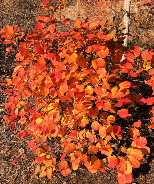 Fothergilla