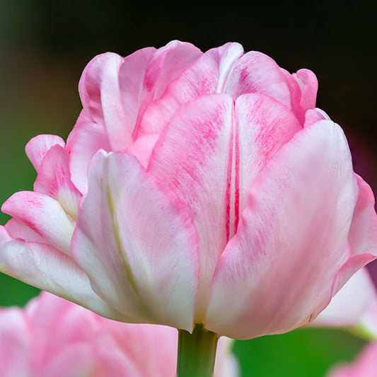 Tulip Foxtrot