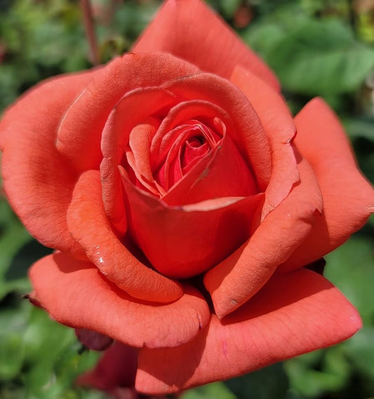 Garden Rose Fragrant Cloud