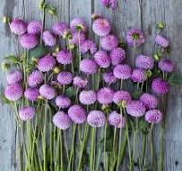 Dahlia Pompon Purple/Lavender