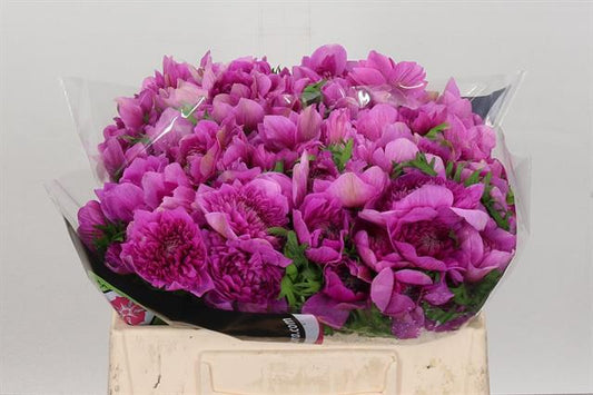Anemone Levante Fuschia
