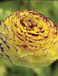 Ranunculus Elegance Giallo Striato