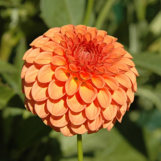 Dahlia Pompon Orange