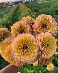 Zinnia-Golden Hour