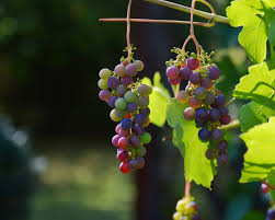 Grapevines with grapes