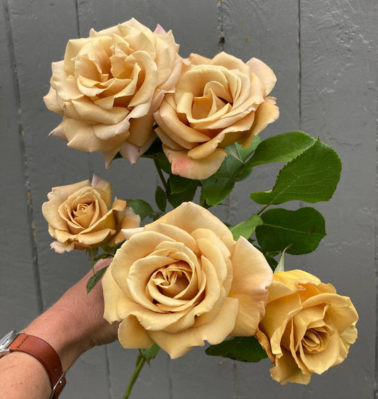 Garden Rose Honey Dijion