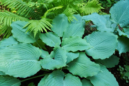 Hosta-Green leaf