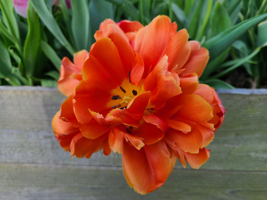 Tulip Icoon
