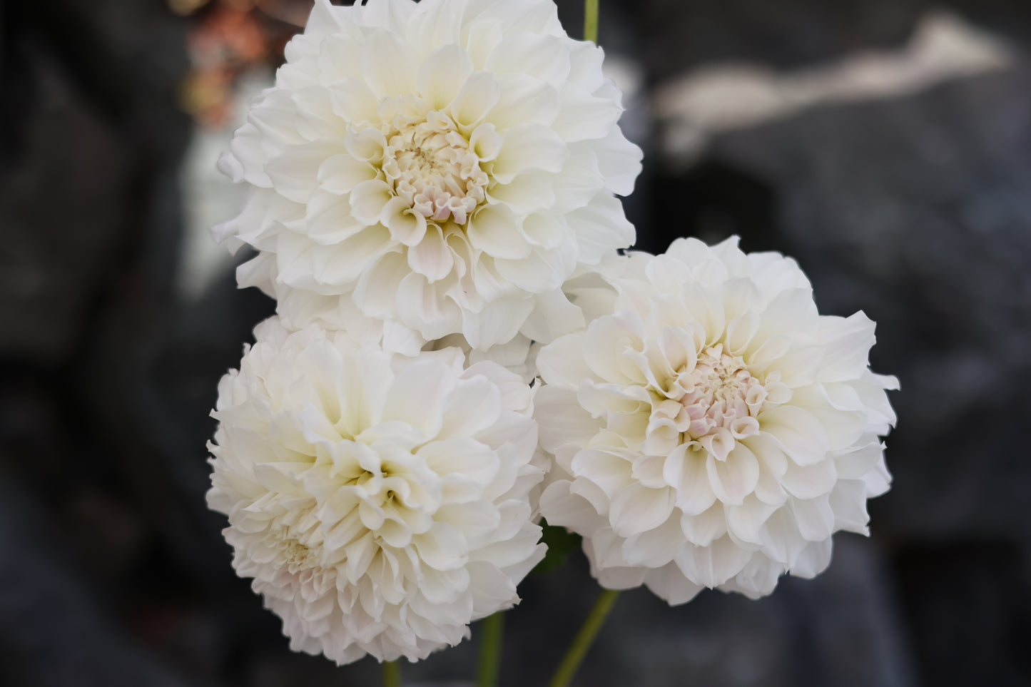 Dahlia Decorative White