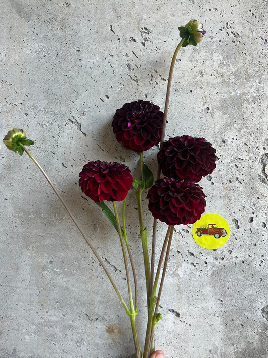 Dahlia Pompon Burgundy