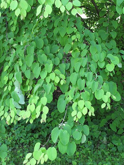 Katsura