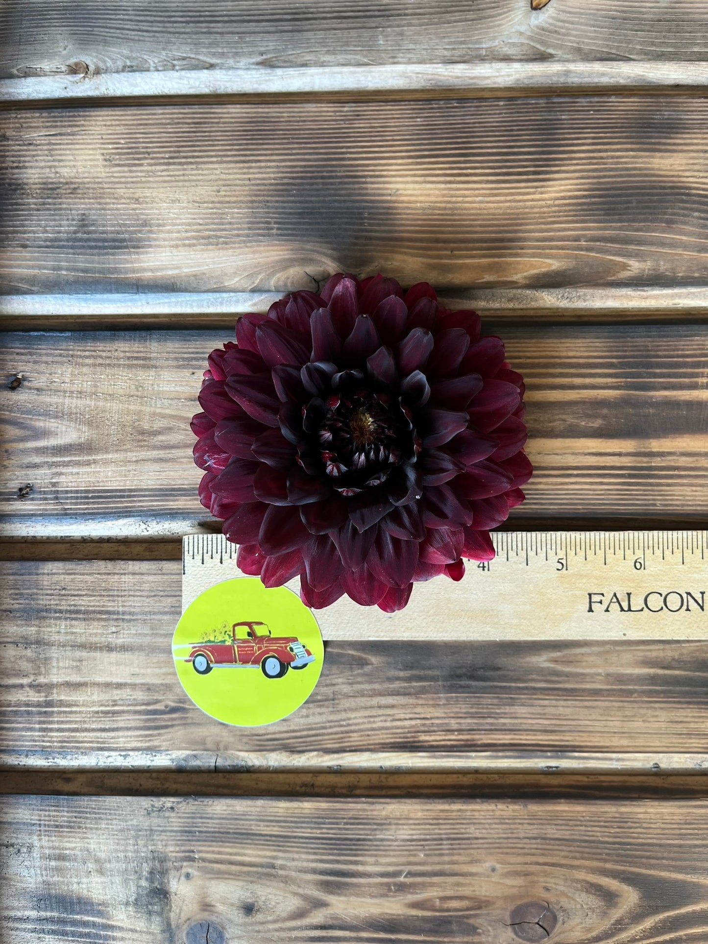 Dahlia Decorative Burgundy