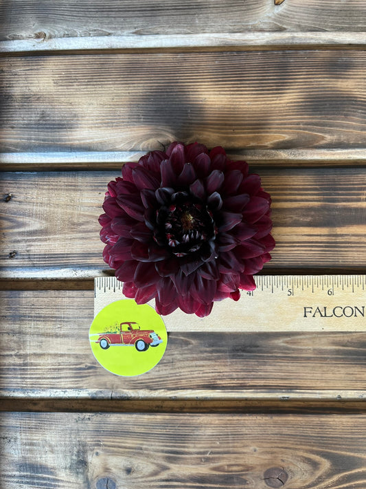 Dahlia Decorative Burgundy