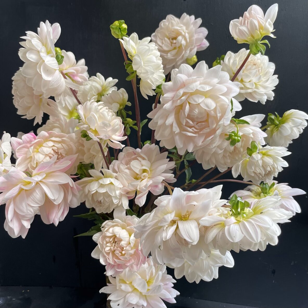 Dahlia Waterlily White