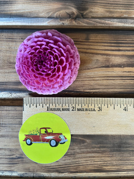 Dahlia Pompon Purple/Lavender