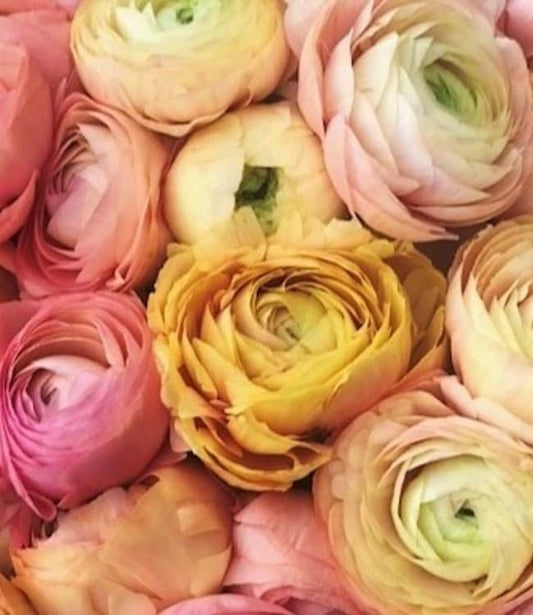 Ranunculus Elegance La Dolce Vita