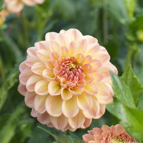Dahlia Decorative Yellow