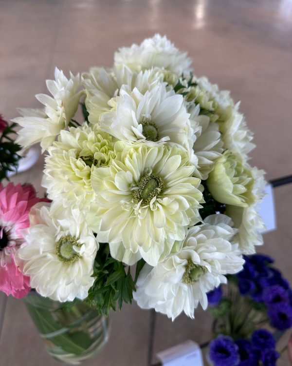 Anemone Levante Bianco